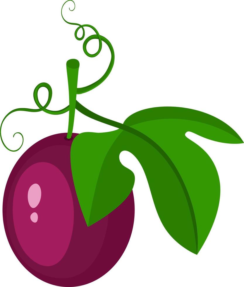 Purper passie fruit met groen blad vector