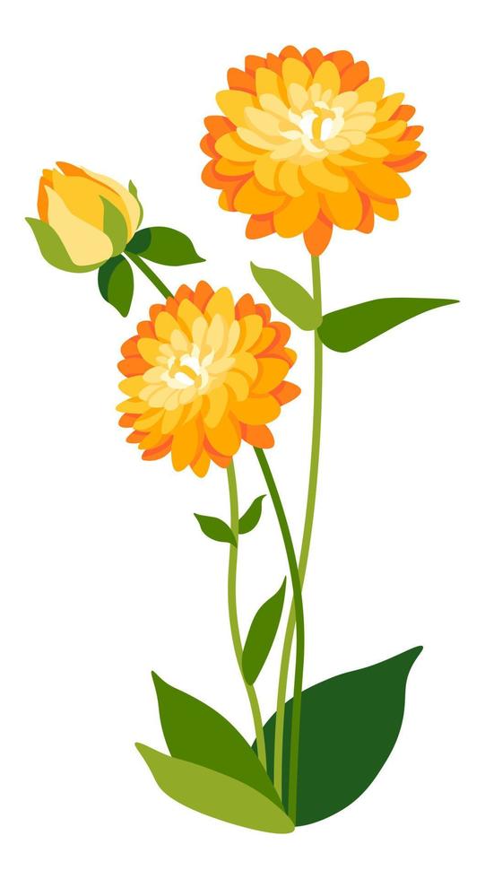 dahlia bloem in bloesem, bloeiend voorjaar flora vector