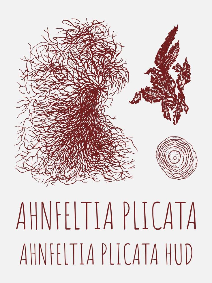 vector tekeningen van ahnfeltia. hand- getrokken illustratie. Latijns naam ahnfeltia plicata hoezo.