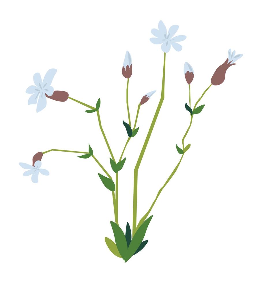 matthiola bloem in bloesem, bloeiend inschrijving flora vector