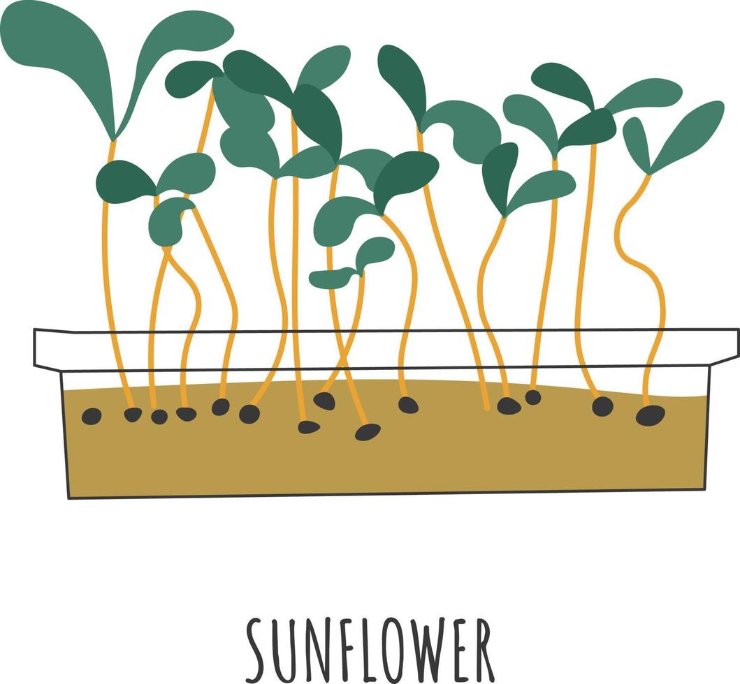 biologisch en natuurlijk voedsel voor veganistisch en vegetarisch, toevoeging voor gerechten en salades. groenten en groenten, zonnebloem spruiten en zaailingen. dieet en gezond voeding. vector in vlak stijl