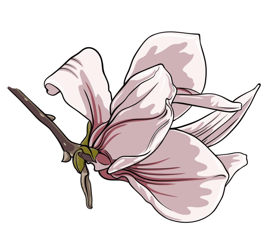 Afdeling van magnolia bloemen Aan wit achtergrond vector
