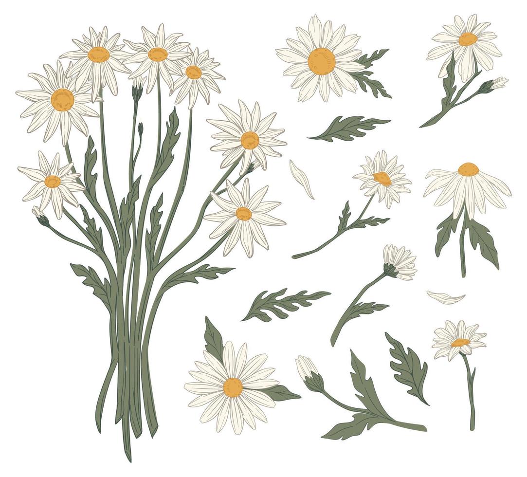 kamille boeket van bloemen zomer voorjaar bloesem vector