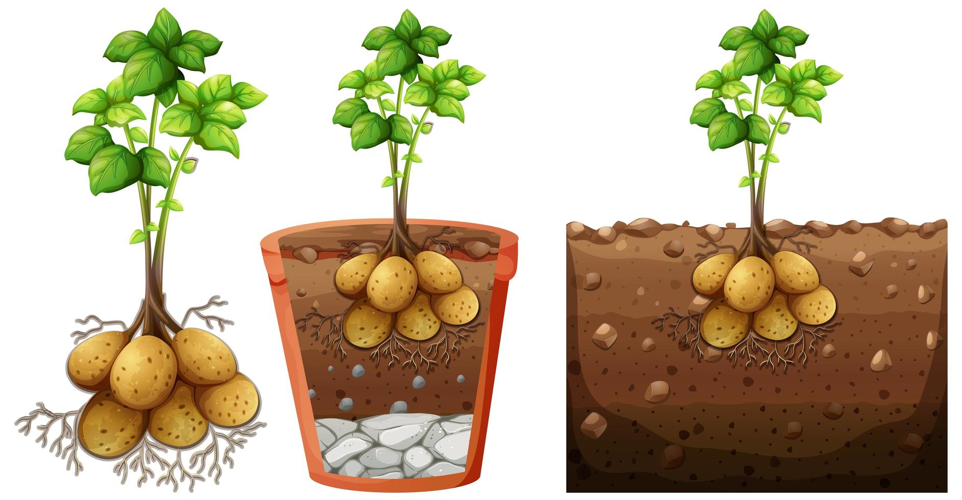 set van aardappelplant met wortels geïsoleerd op een witte achtergrond vector