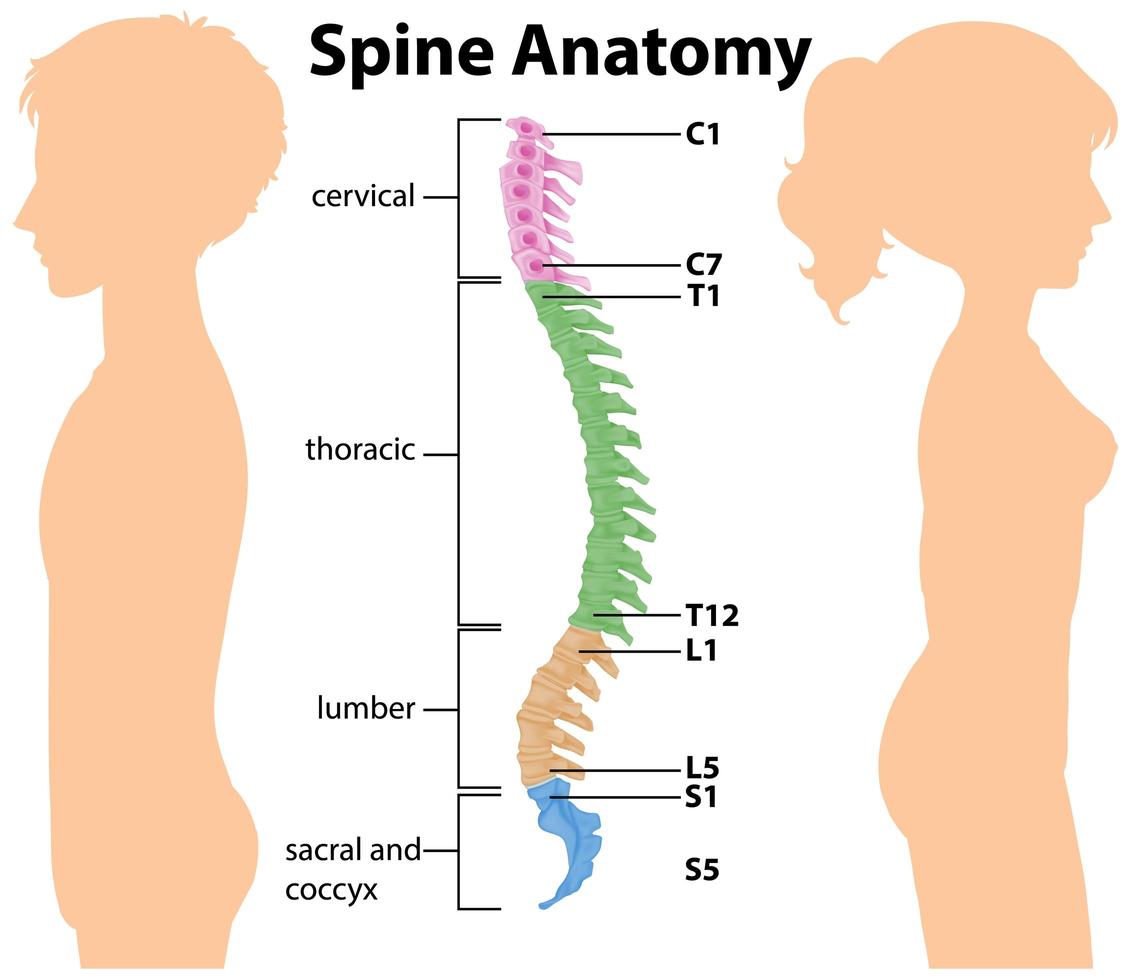 anatomie van de wervelkolom of spinale curven infographic vector