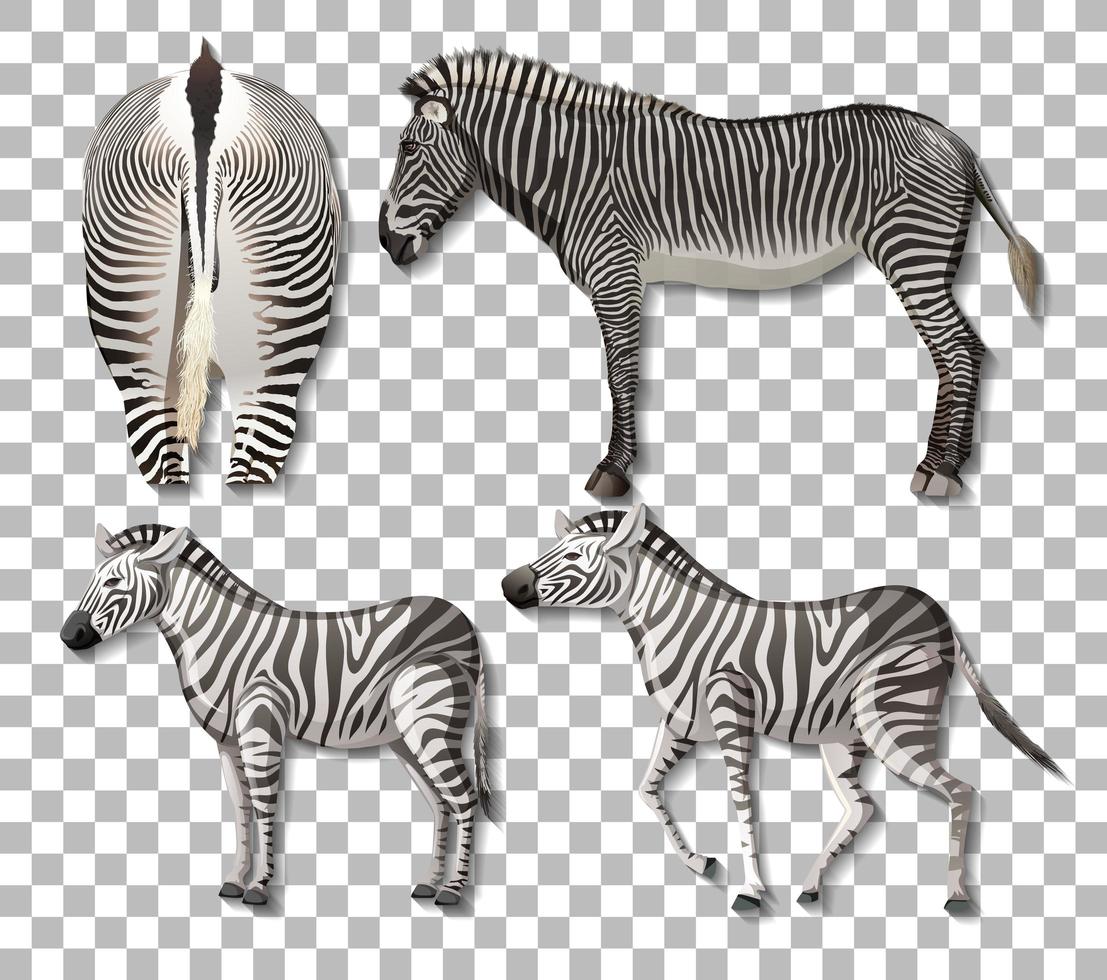 set van verschillende kanten van zebra geïsoleerd op transparante achtergrond vector