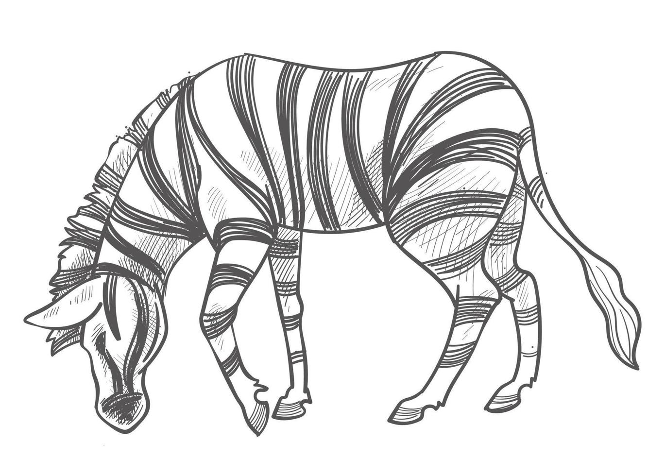 zebra aan het eten gras, herbivoor dier monochroom vector