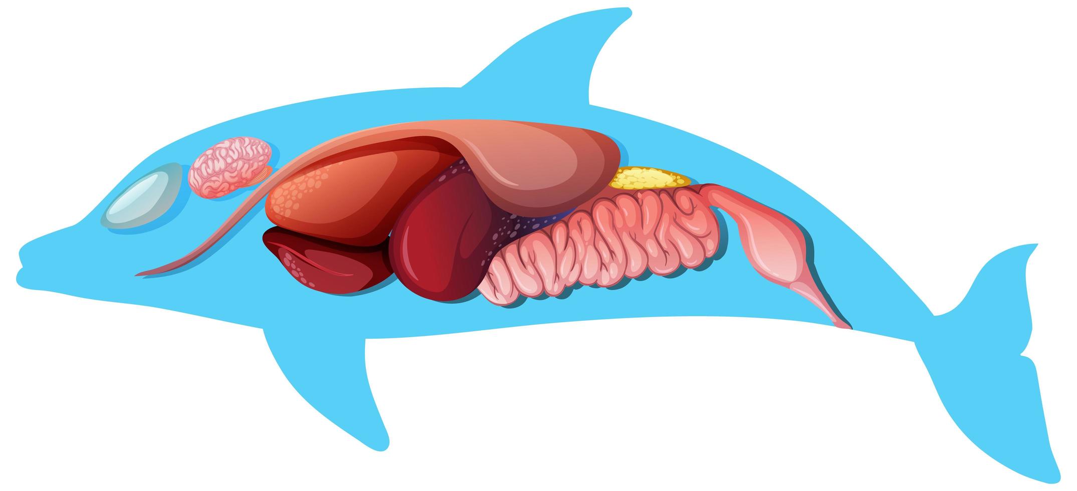 interne anatomie van een dolfijn geïsoleerd op een witte achtergrond vector