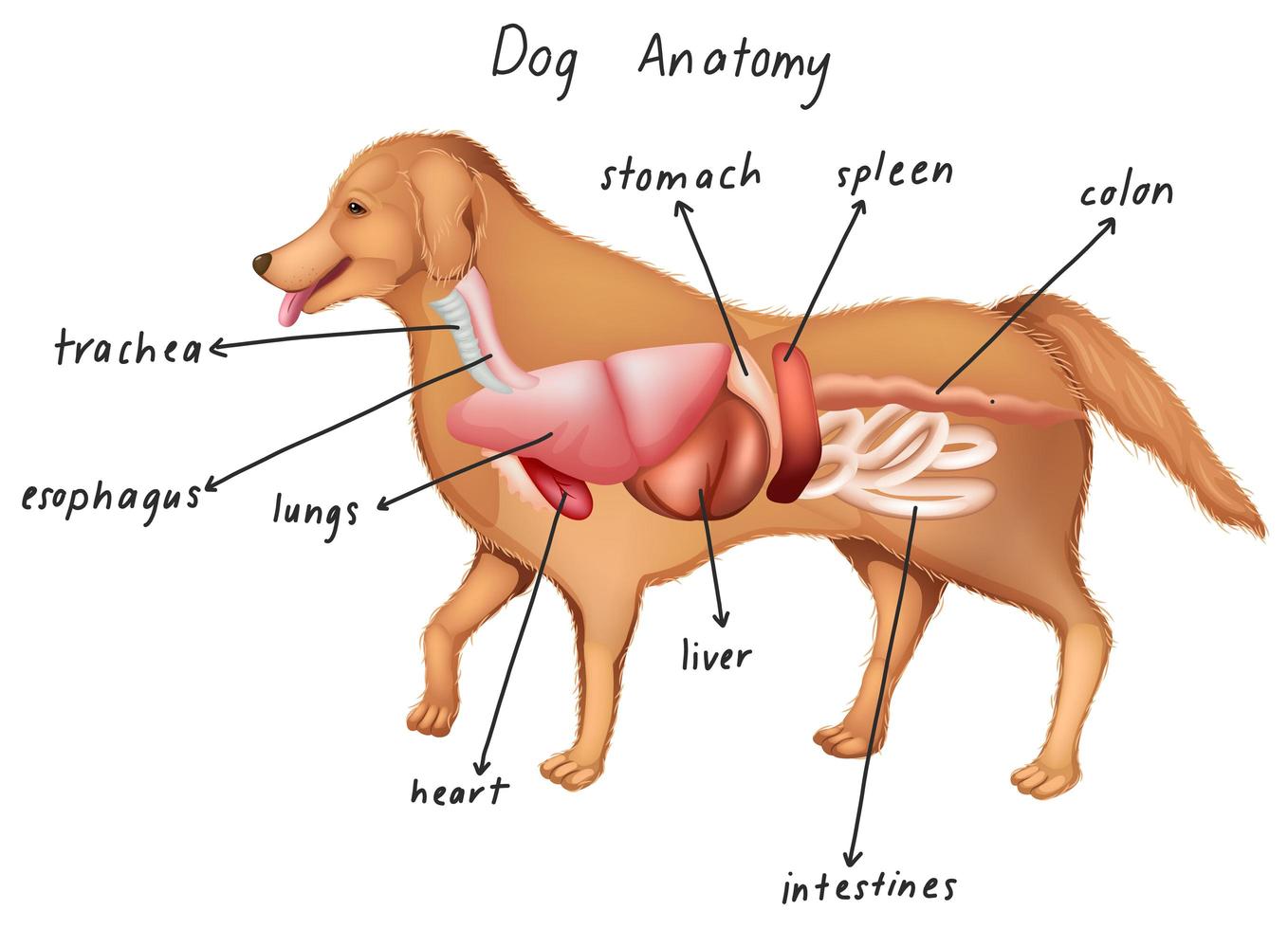 anatomie van een hond vector