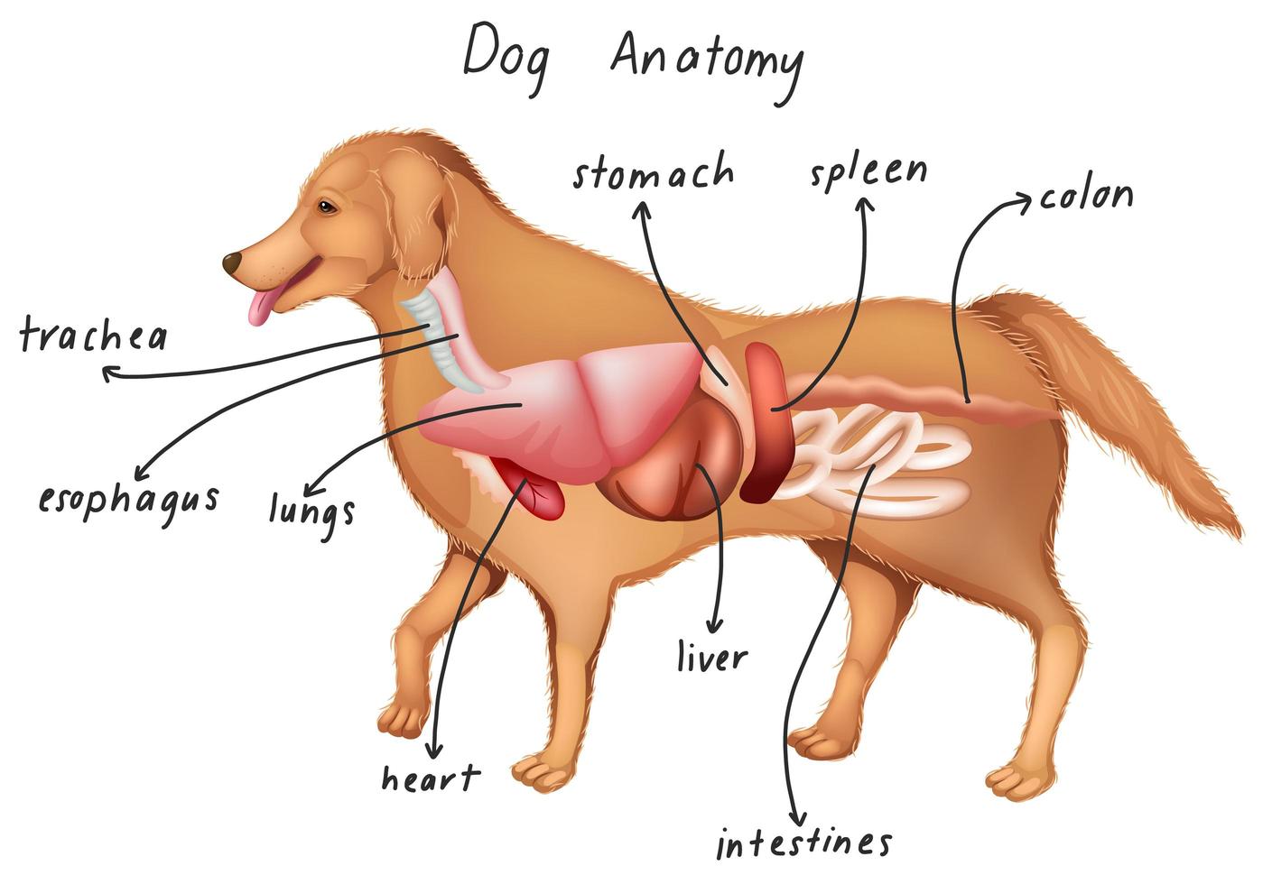 anatomie van een hond vector