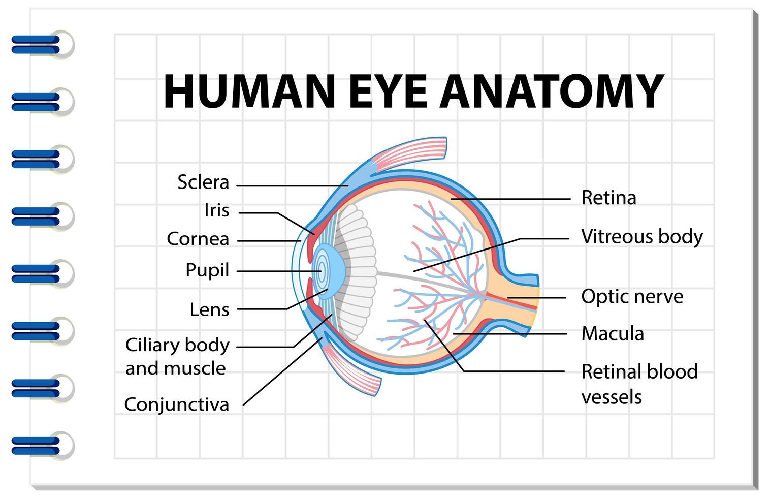 diagram van de anatomie van het menselijk oog met label vector