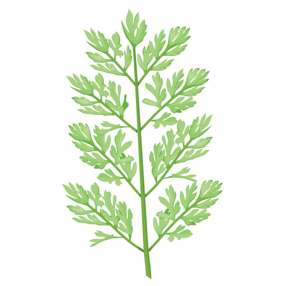 een ontleden blad type in wortel of daucus blad botanisch element vector
