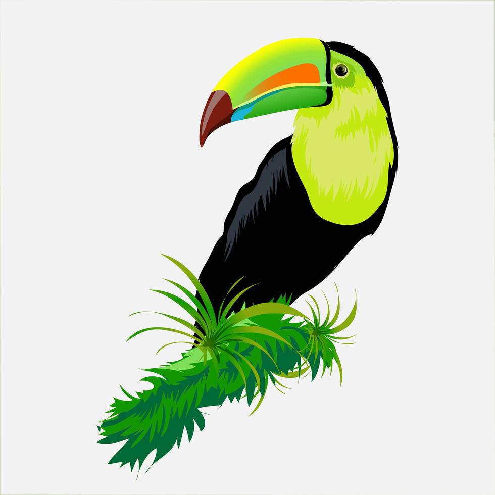 toekan heldere tropische vogel met een ongelooflijke geelgroene snavel vector
