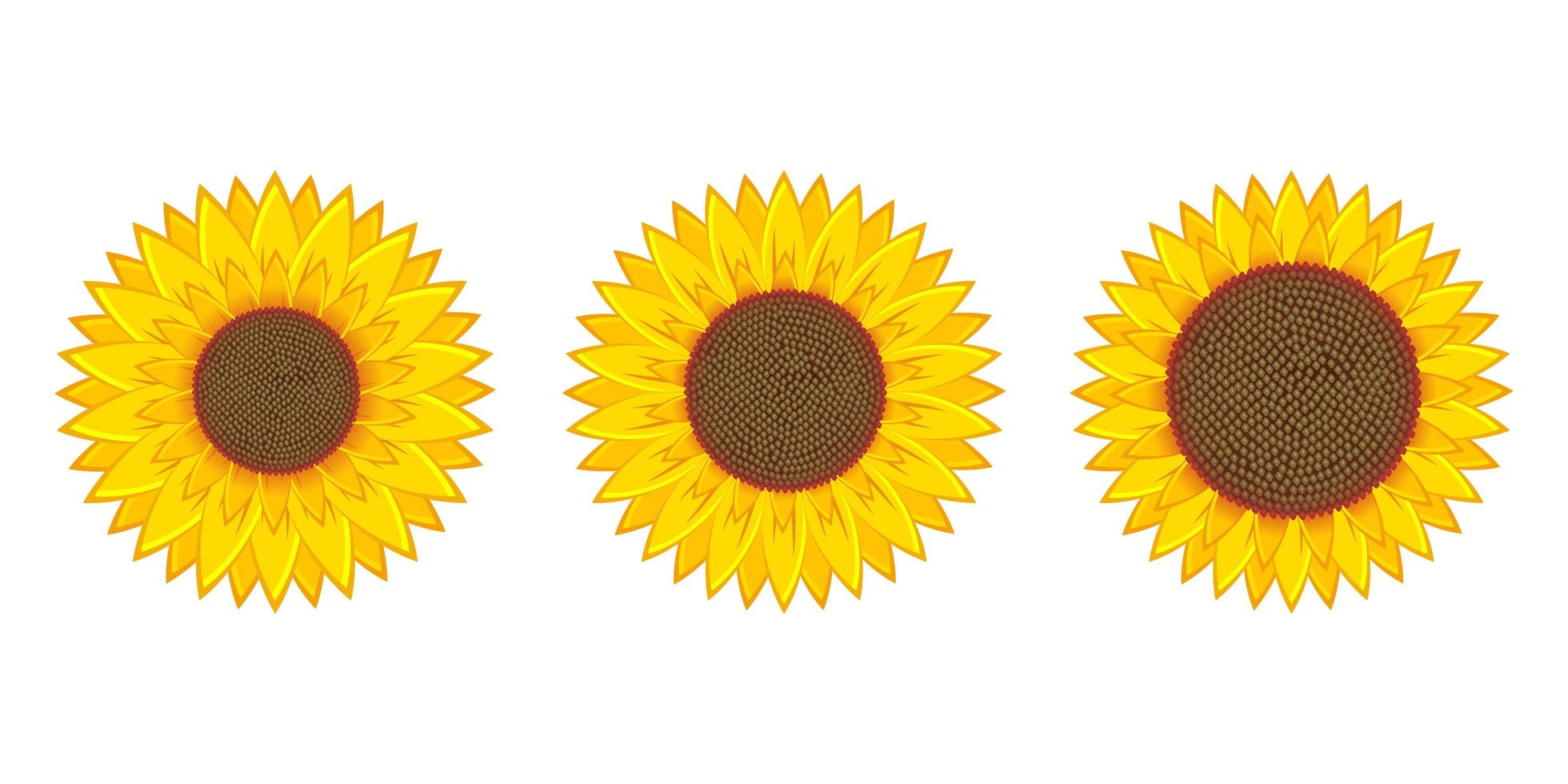 zonnebloem vector ontwerp illustratie geïsoleerd op een witte achtergrond
