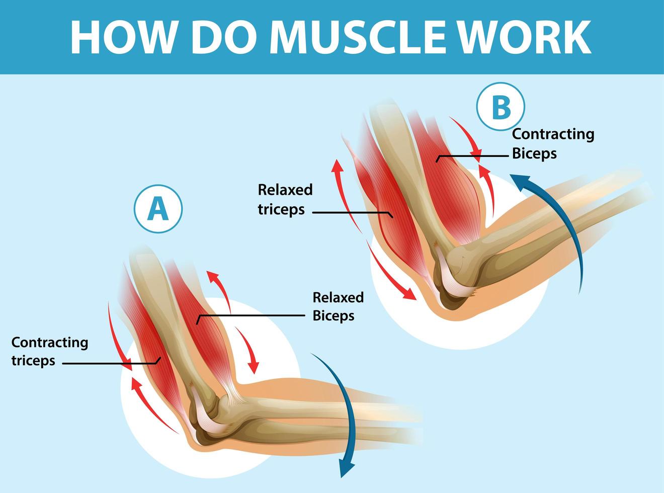 educatieve poster van hoe spieren werken vector