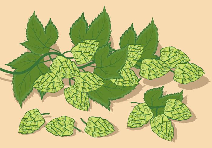 Hop Plant Vector Illustratie