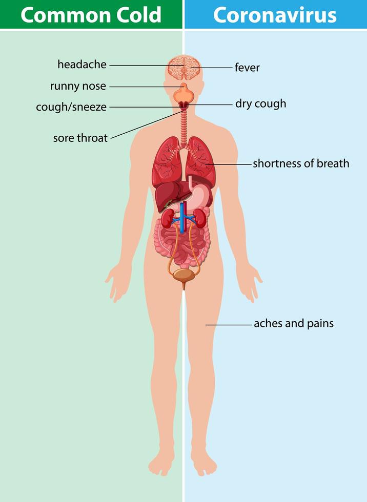 diagram met verkoudheid en coronavirus vector