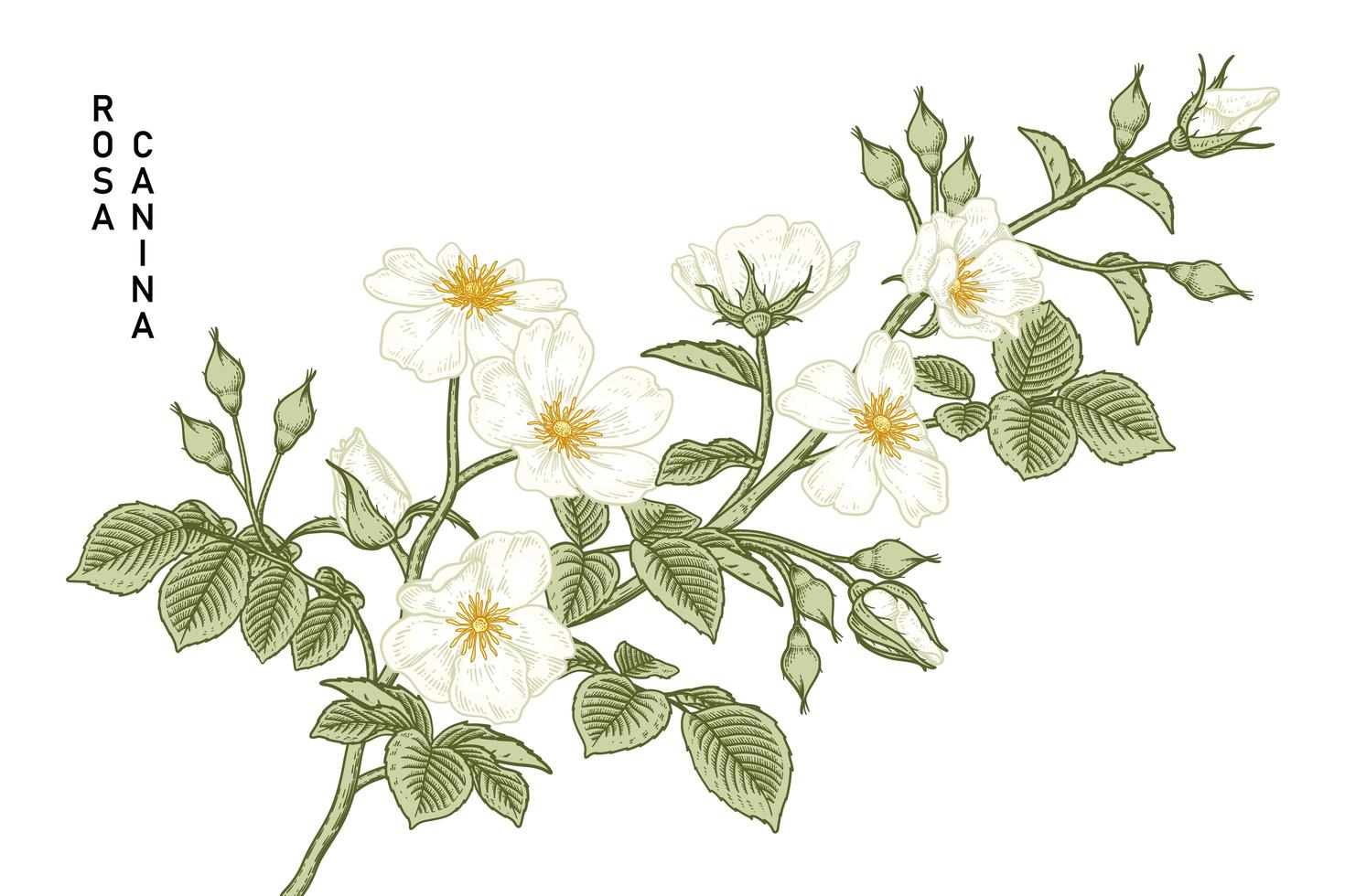 witte hondsroos of rosa canina bloemtekeningen vintage stijl. vector