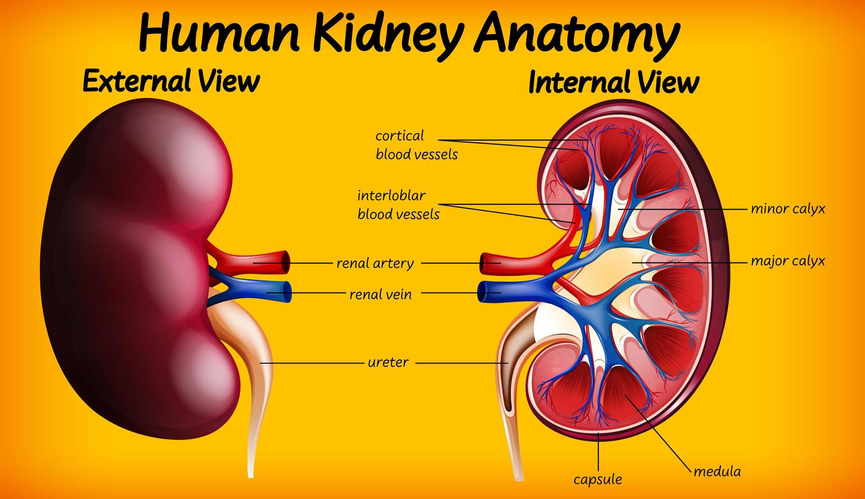 menselijke nier anatomie diagram vector