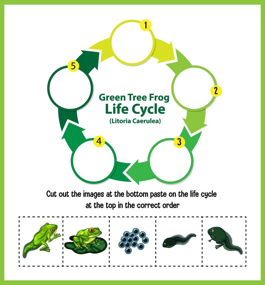 diagram met levenscyclus van kikker vector