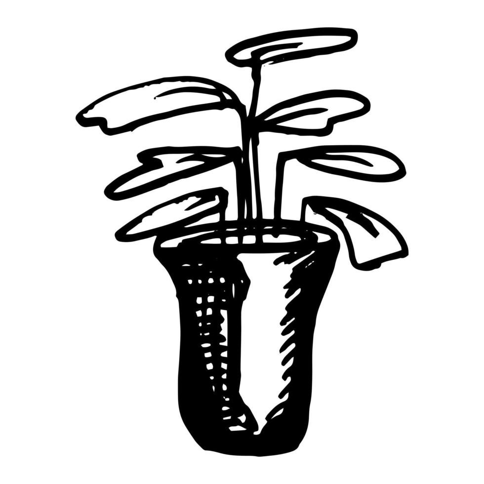 huis planten in potten in vazen met bloemen. tekening stijl.botanisch illustratie. vector