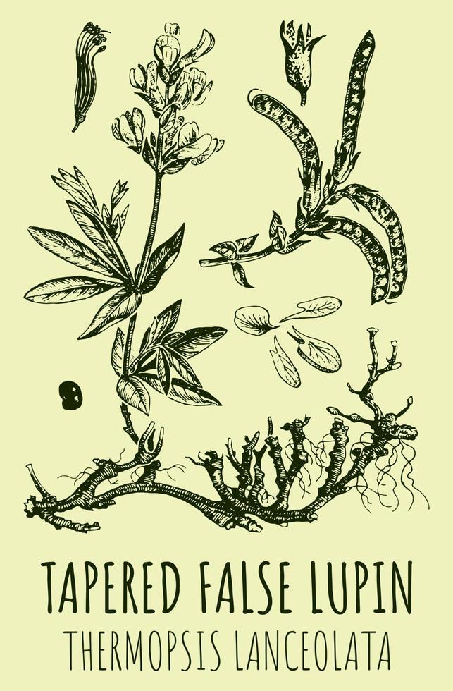 vector tekeningen van taps toelopend false lupine . hand- getrokken illustratie. Latijns naam thermopsis lancetvormig.