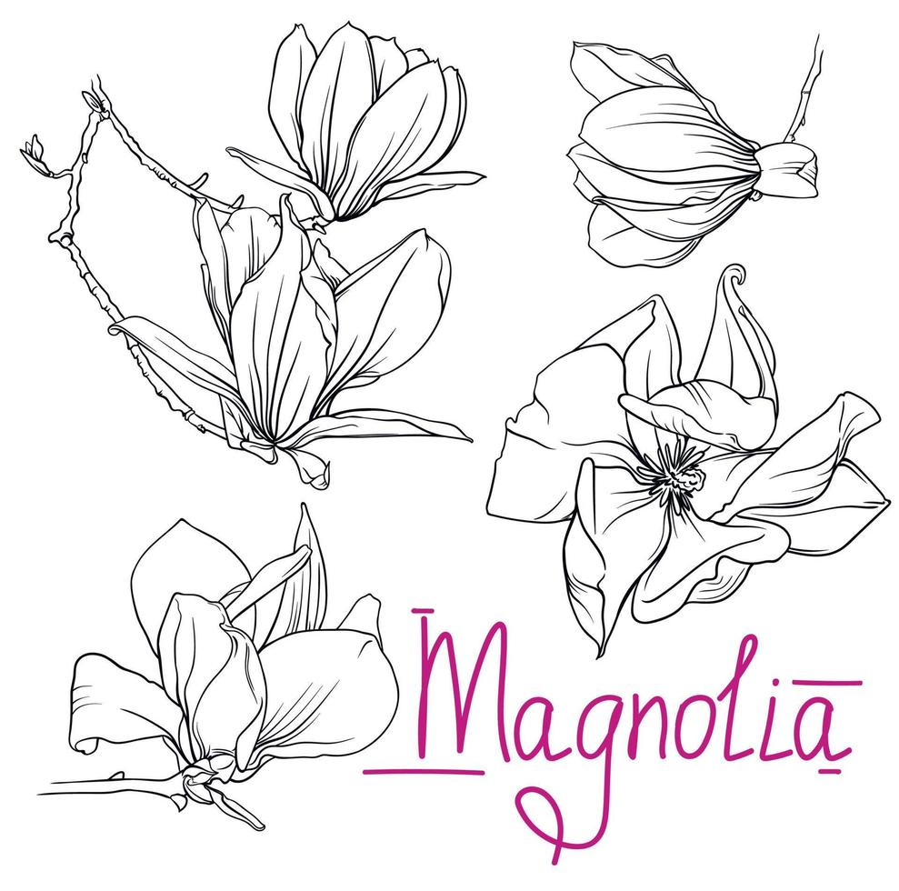 hand- getrokken monochroom magnolia bloemen en takken. magnolia schets, zwart en wit vector illustratie van magnolia bloemen en takken