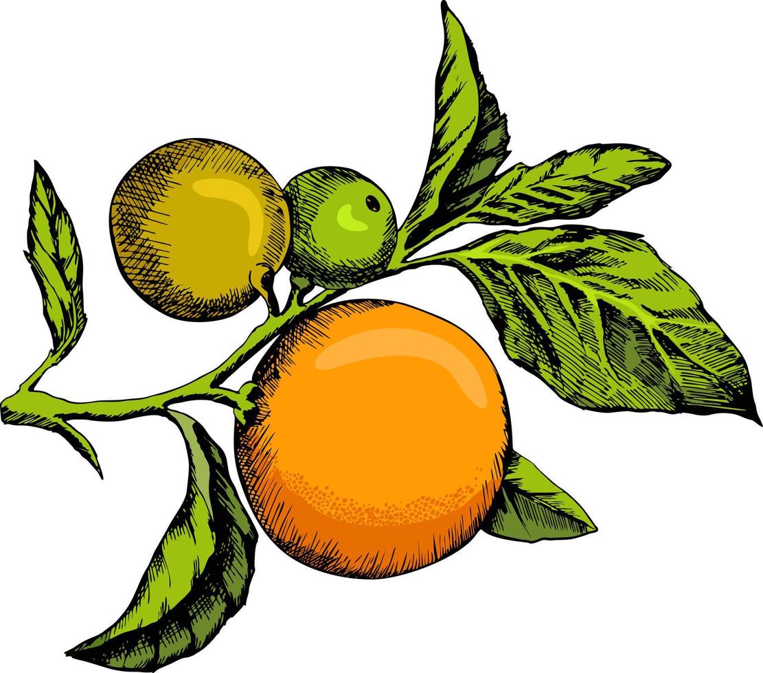 boom Afdeling met oranje fruit en bloemen. takken, fruit en plakjes van oranje. vector illustratie. wijnoogst gravure stijl