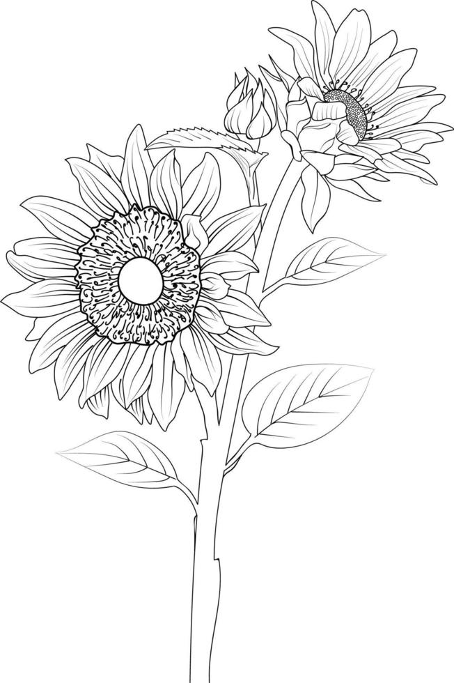 bloem kleur bladzijde en boeken, hand getekend monochroom vector schetsen, zonnebloem vector bloemen achtergrond met natuurlijk blad Afdeling verzameling, illustratie potlood kunst, geïsoleerd afbeelding.