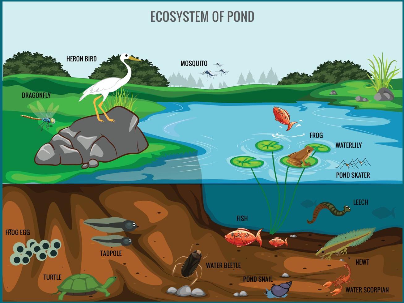 ecosysteem van vijver vector illustratie