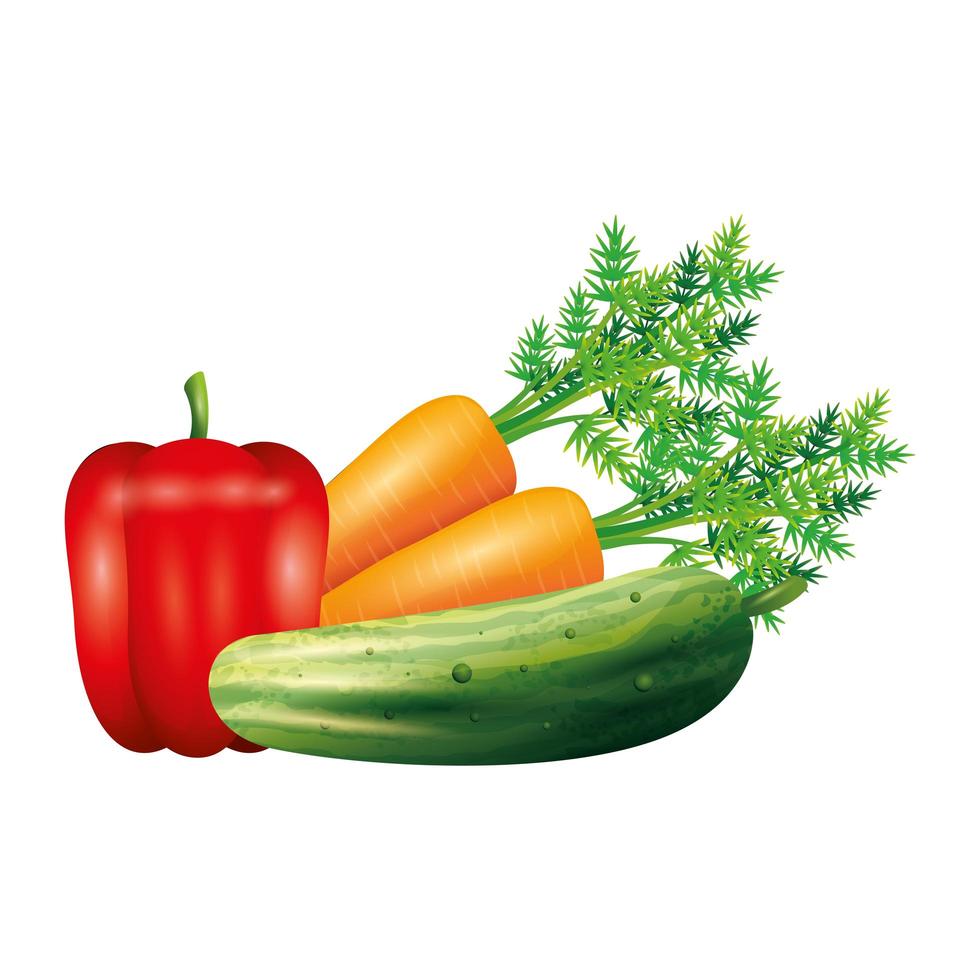 peper komkommer en wortel groente vector ontwerp