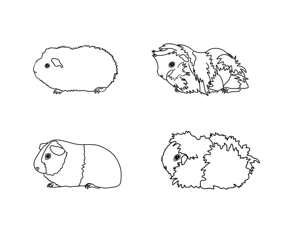 Guinea varken rassen in lijn stijl. huisdier knaagdieren verzameling en pictogrammen. geïsoleerd vector zwart lijn, rex, gemakkelijk, sheva, ch-teddy