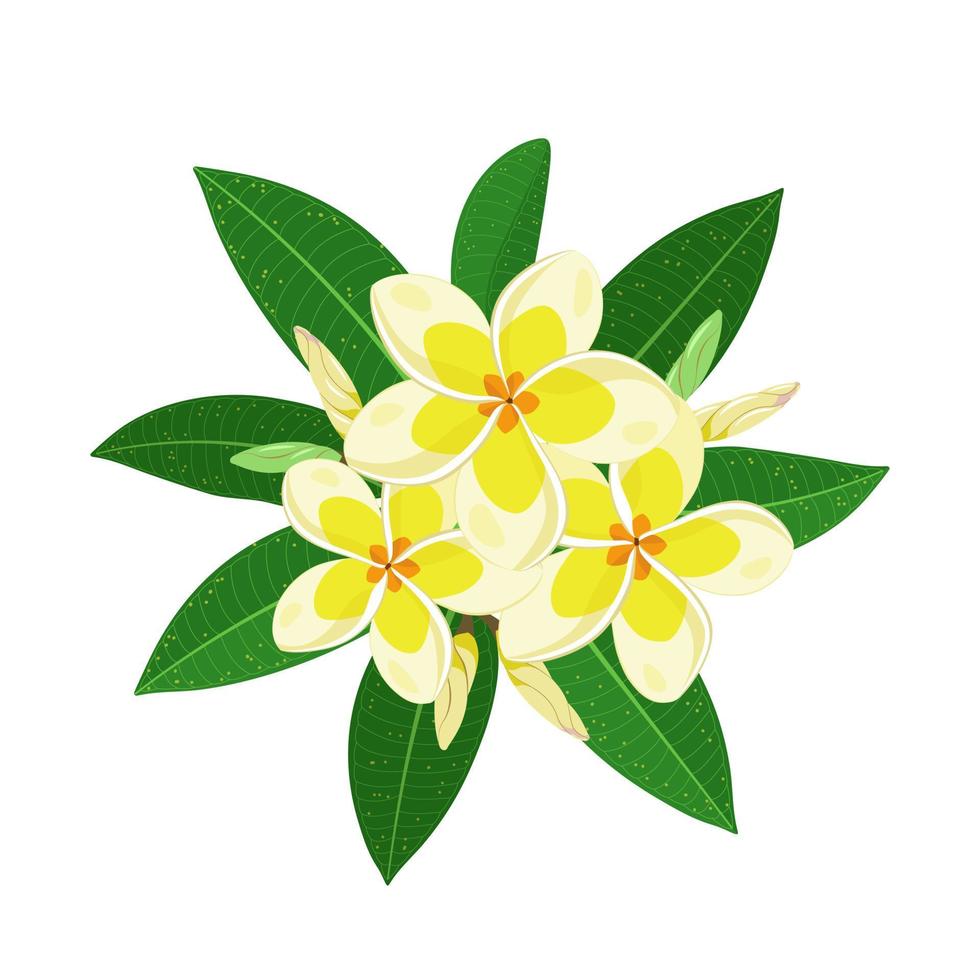 tropisch frangipani bloem of plumeria. exotisch frangipani met bladeren, gemarkeerd Aan een wit achtergrond. vector illustratie.