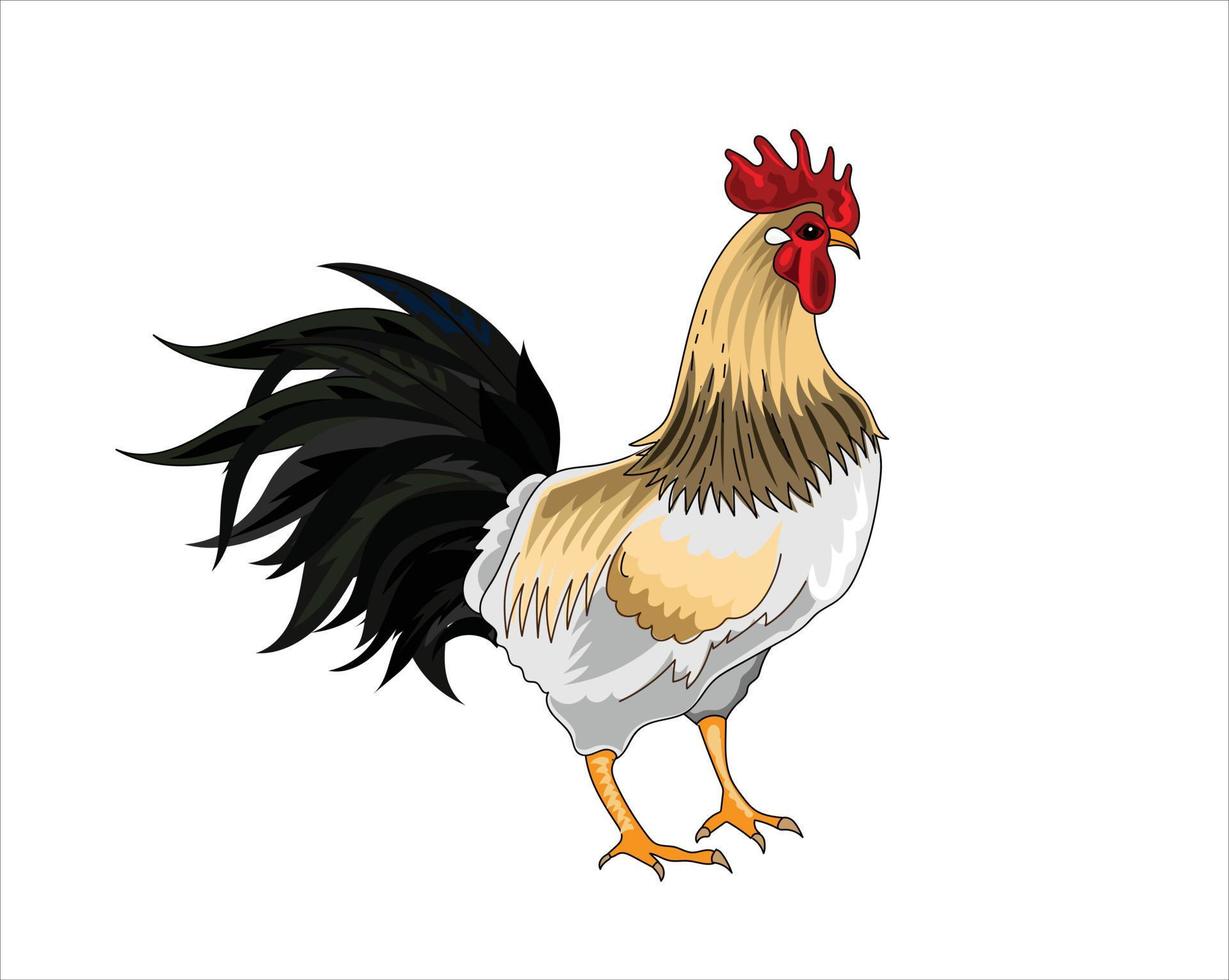 rooster vector illustratie Aan wit achtergrond