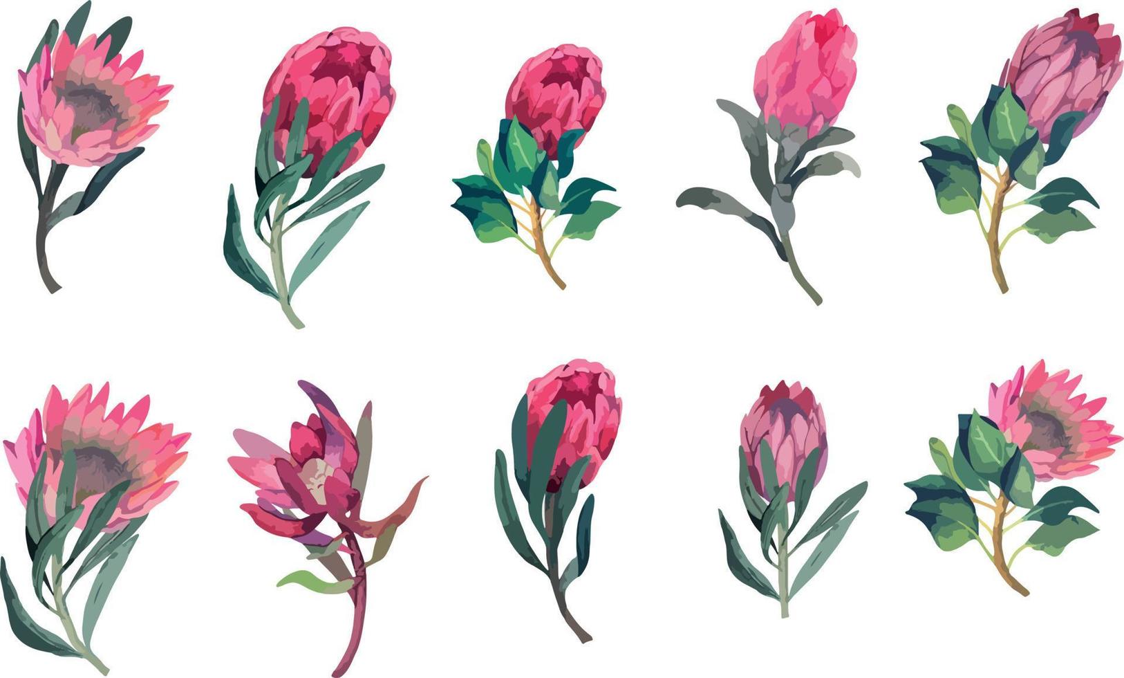 reeks realistisch vector illustratie van protea bloemen. tropisch koning bloem protea in bloeien. ontwerp voor het drukken groet kaart, uitnodiging, kleding stof, omhulsel papier.