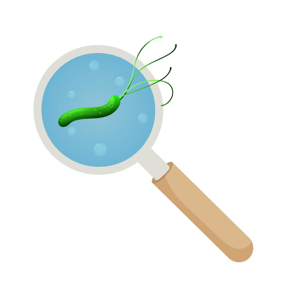 groen bacterie helicobacter pylori onder vergroten glas. vector illustratie, tekenfilm stijl