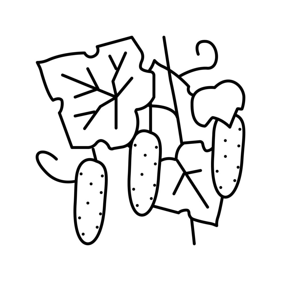 groeiende natuurlijke komkommer lijn pictogram vectorillustratie vector