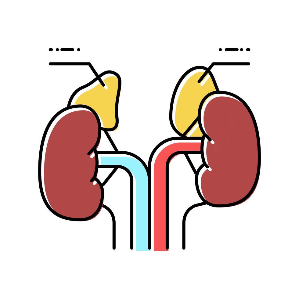 bijnieren endocrinologie kleur pictogram vectorillustratie vector