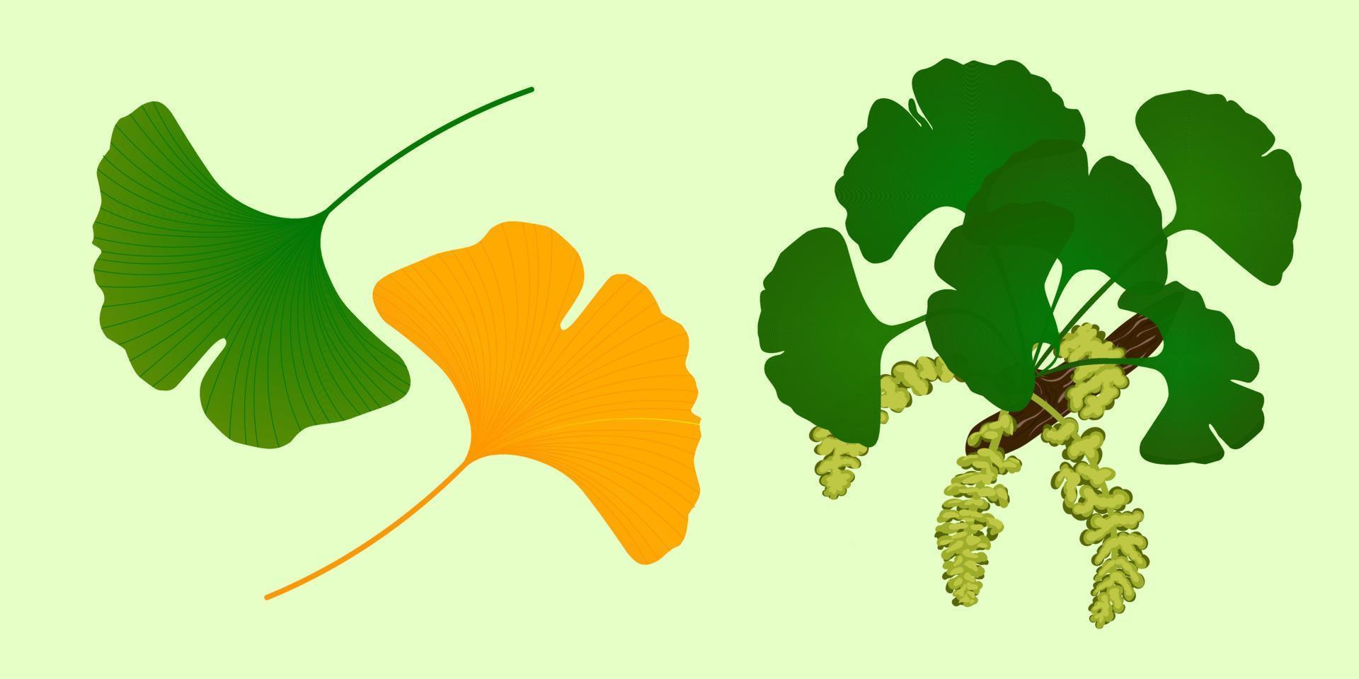 reeks takje met bladeren van ginkgo biloba. vector kleur illustratie Aan wit achtergrond.