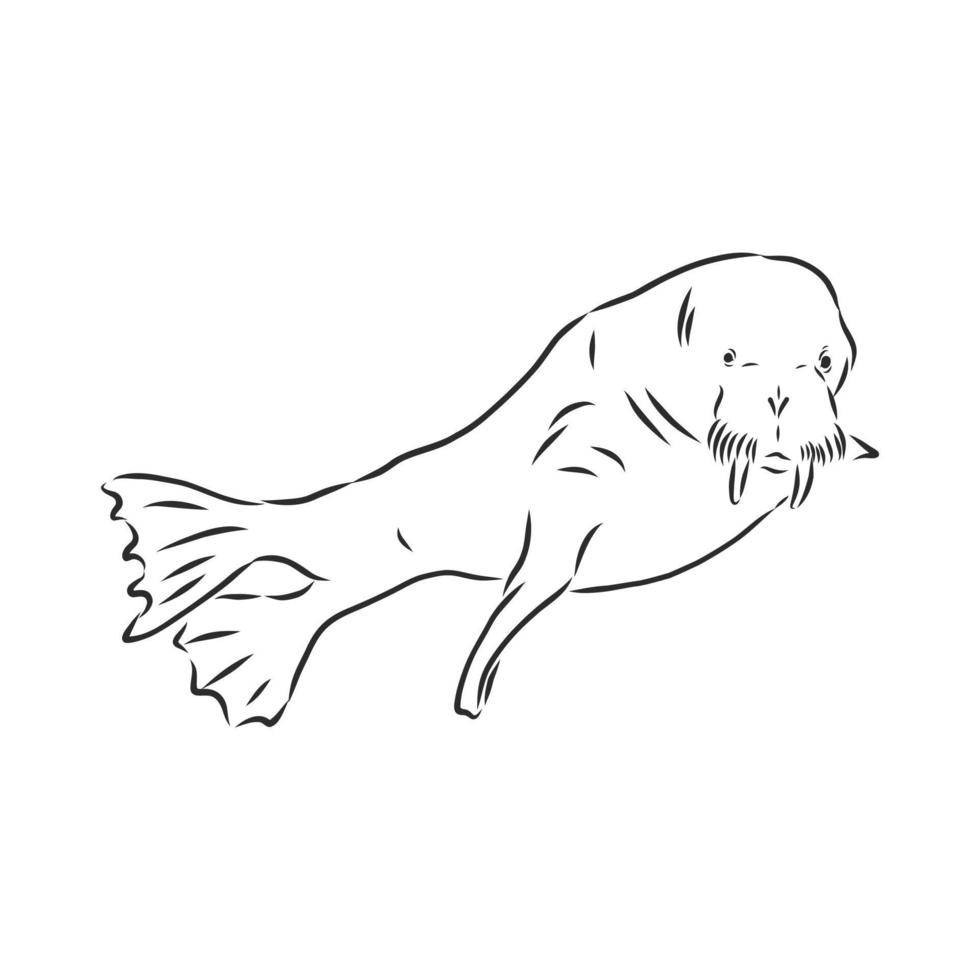 walrus vector schetsen