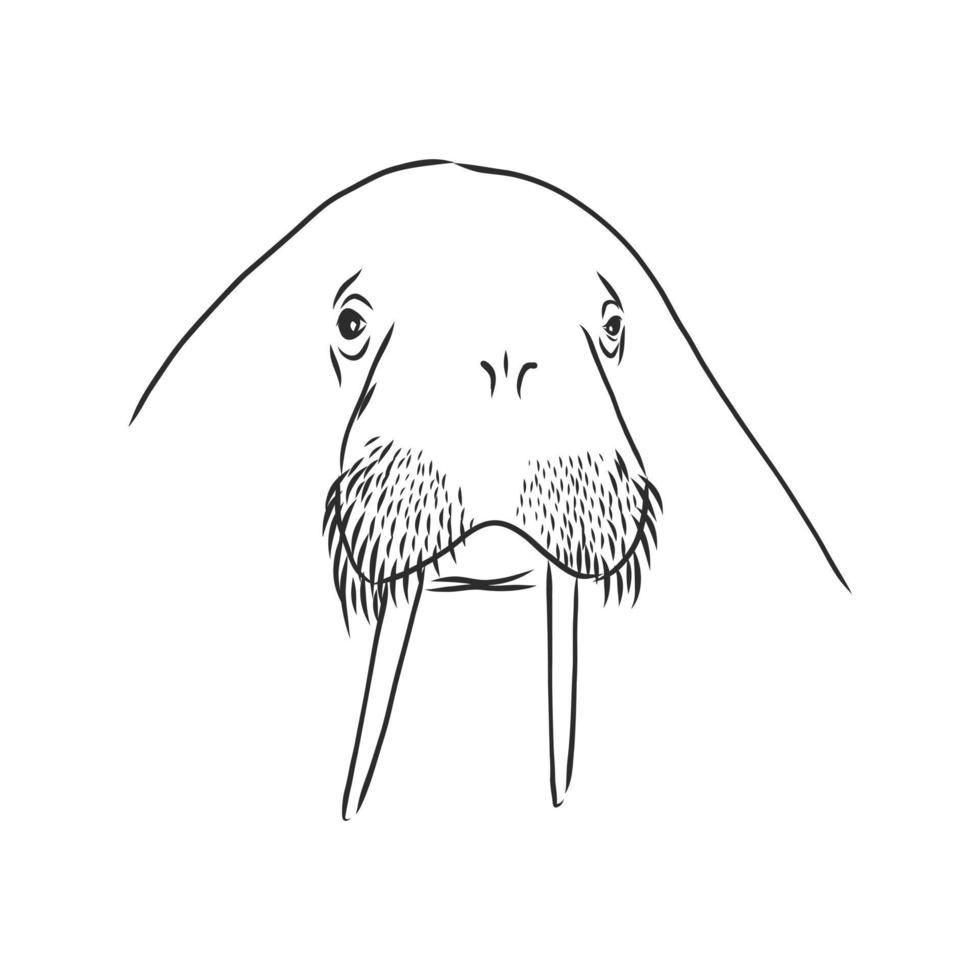 walrus vector schetsen