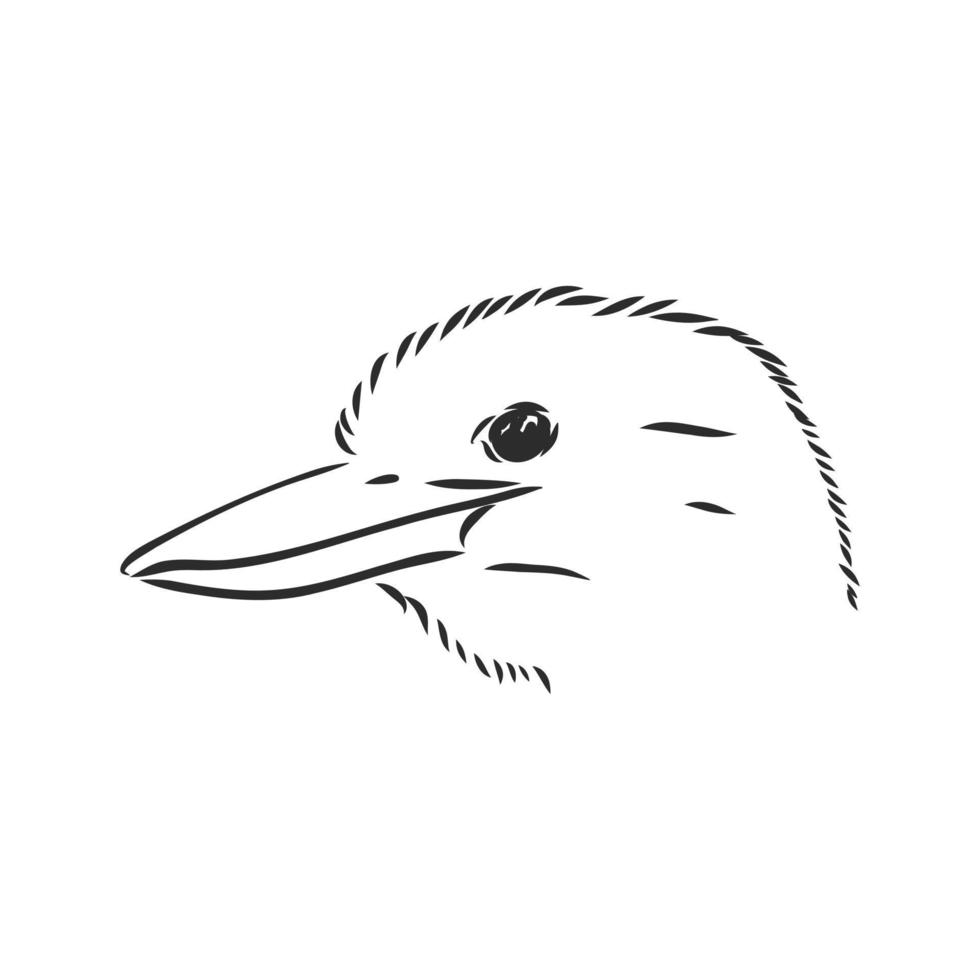 kookaburra vogel vector schetsen