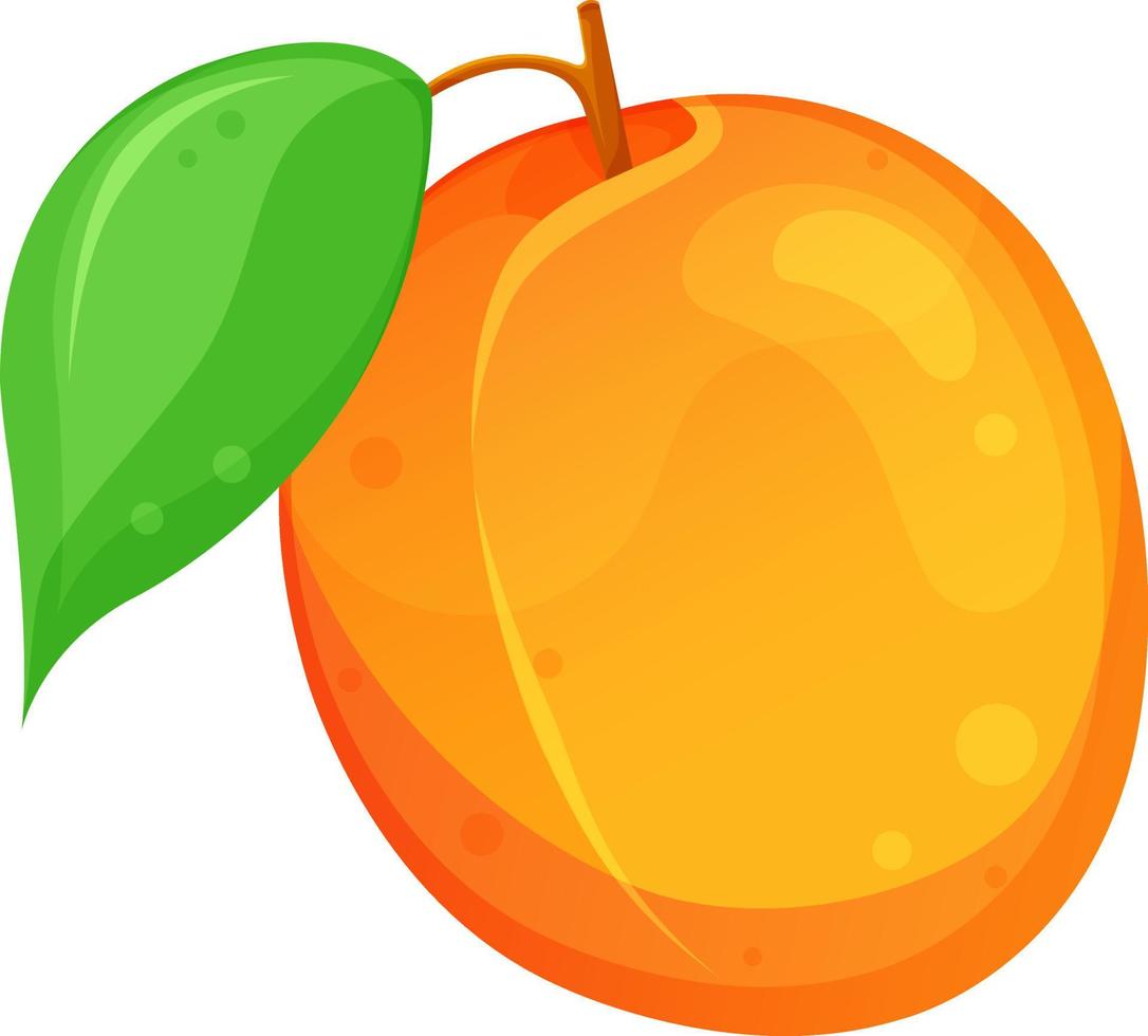 vector illustratie van abrikoos, abrikoos met een blad, zomer fruit, gezond en biologisch voedsel
