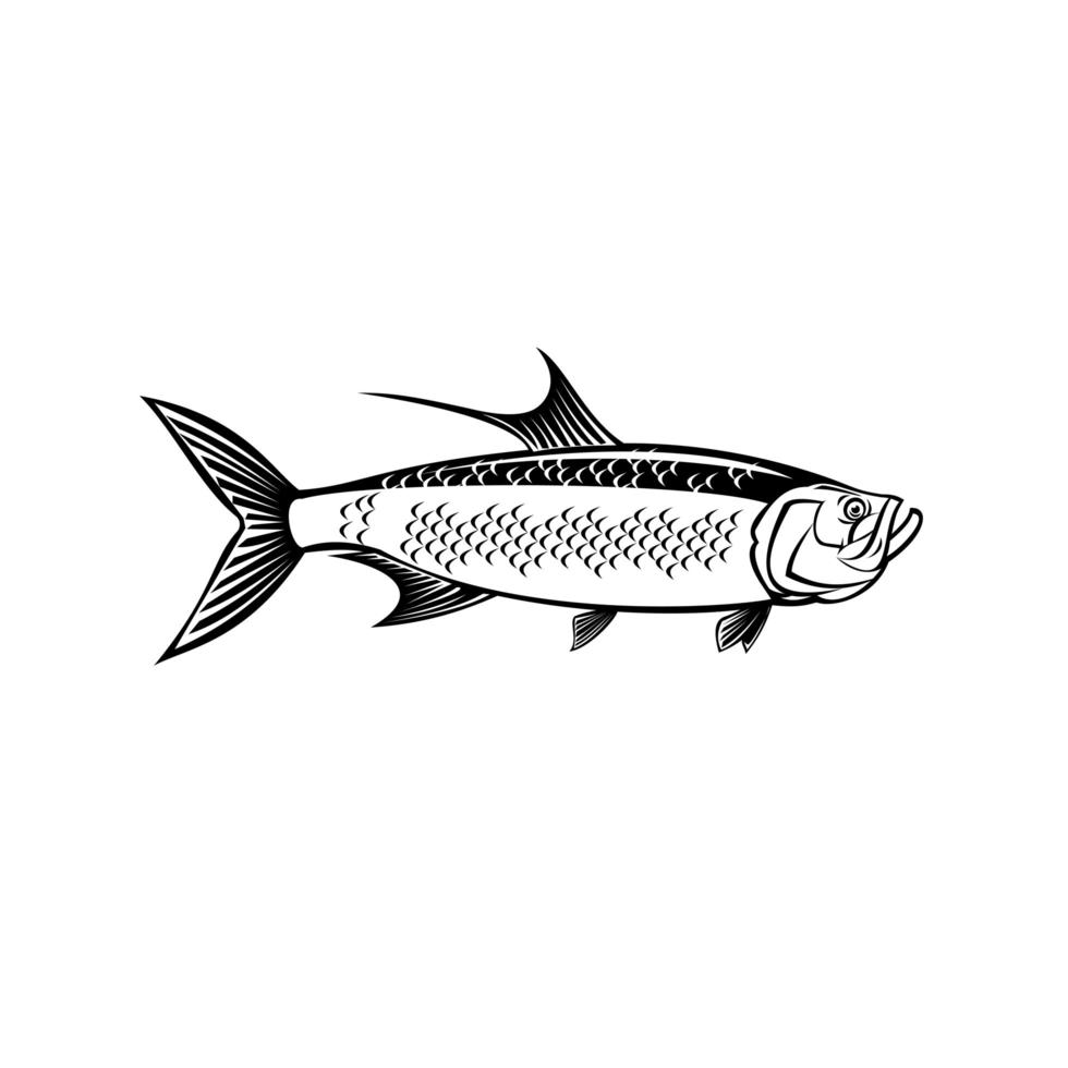 atlantische tarpon megalops atlanticus of zilveren koning zijaanzicht retro zwart en wit vector