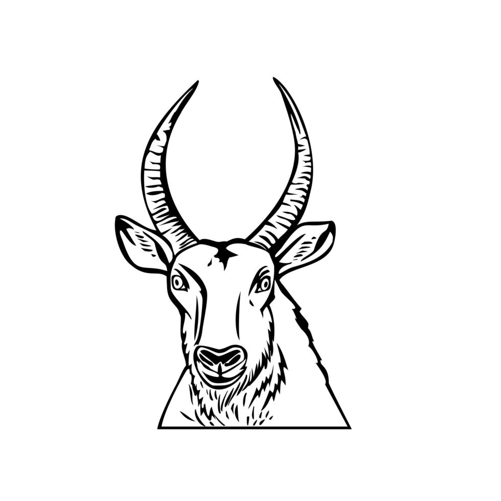 hoofd van een defassa waterbuck vooraanzicht stencil zwart-wit retro-stijl vector