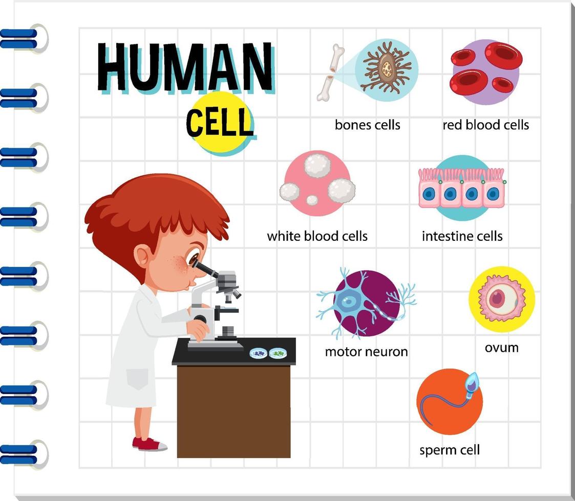 diagram van menselijke cel voor onderwijs vector