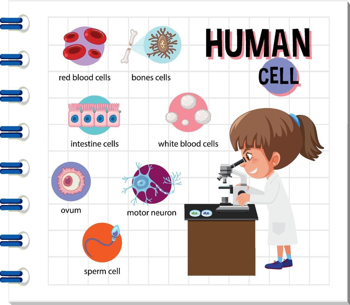 diagram van menselijke cel voor onderwijs vector