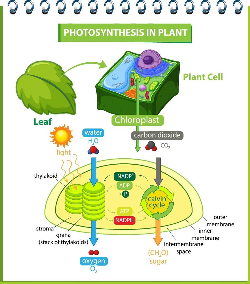 diagram dat proces van fotosynthese in plant toont vector