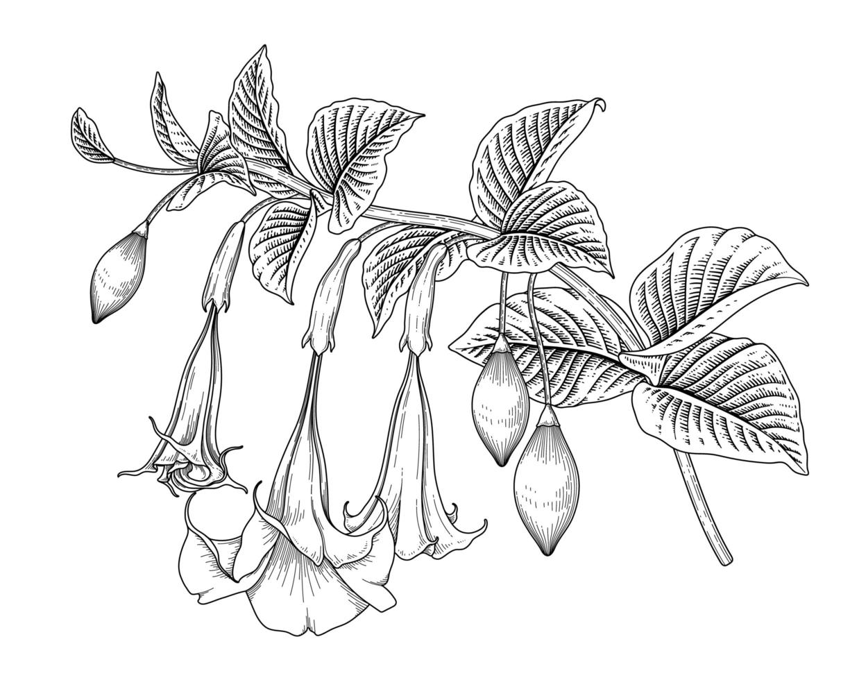 engelentrompetbloem of brugmansia-tekeningen. vector