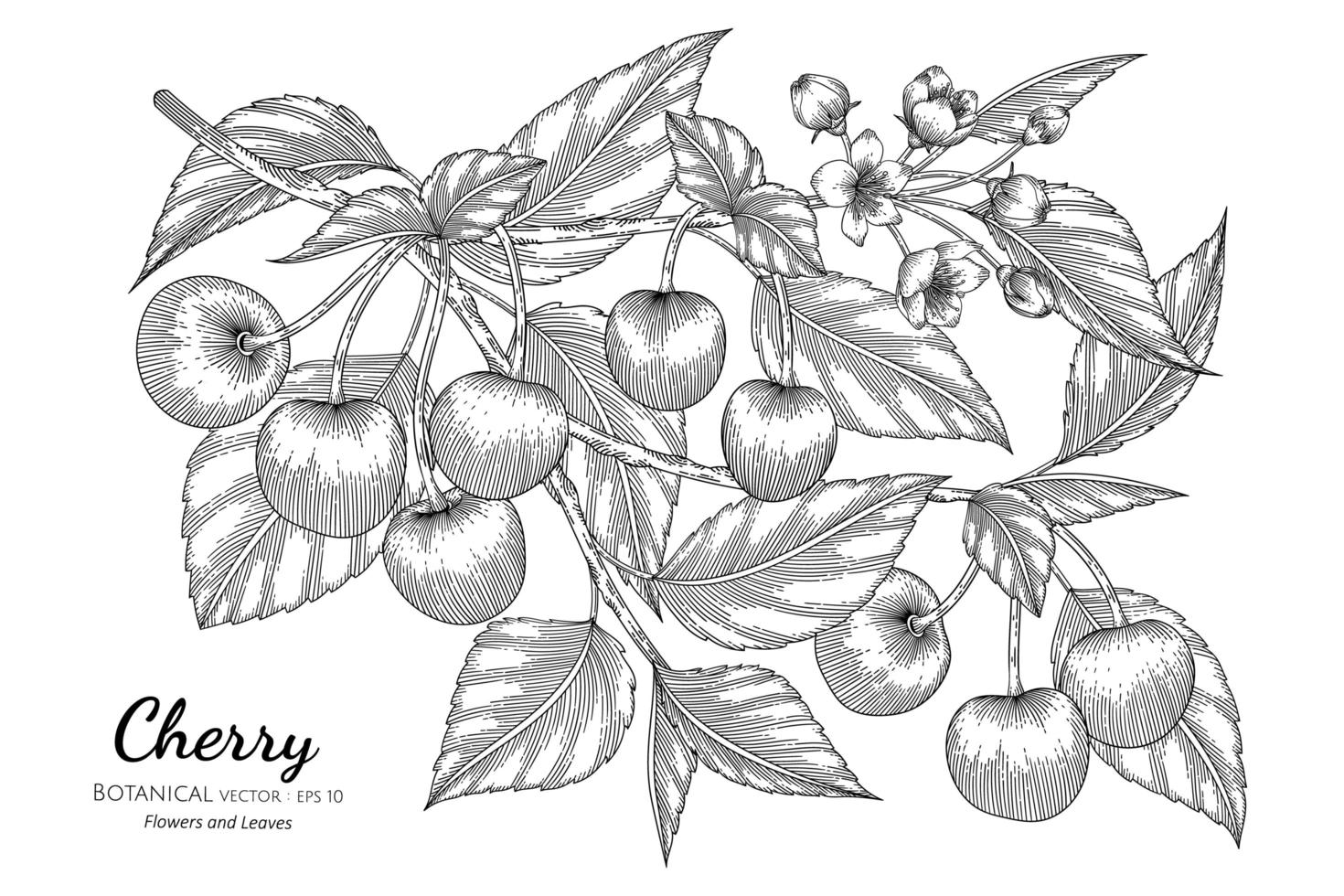 kersenfruit hand getekend botanische illustratie met lijntekeningen op witte achtergrond vector